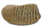 Woolly Mammoth Upper M Molar - North Sea Deposits #298471-1